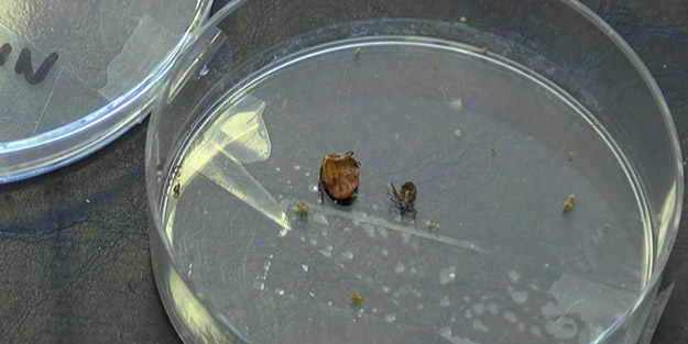 “Hemen hastaneye gidin!” Uzmanından korkutan uyarı: İstanbul’daki kenelerde Kırım Kongo yok ama...