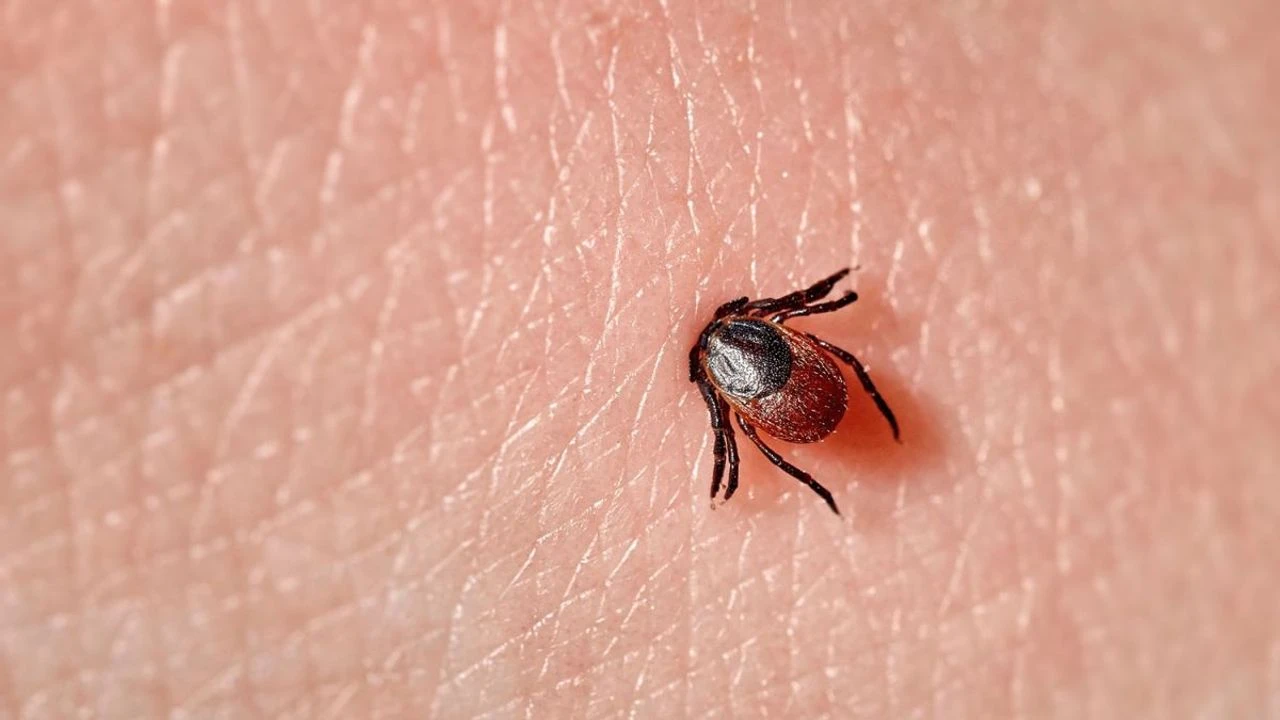 İstanbul'daki keneler zararsız mı? Çarpıcı açıklama geldi