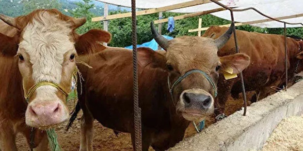 İstanbul'daki kurbanlıklar kapış kapış satıldı