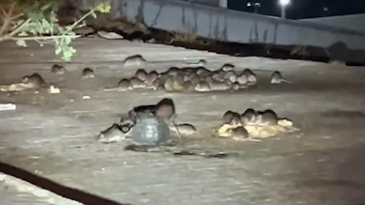 İstanbul’daki o hastanenin yanında akılalmaz görüntüler! Fareler bastı, görüntüler mide bulandırdı