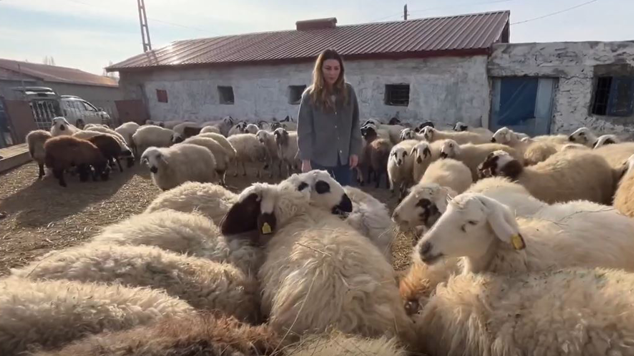 İstanbul'dan köyüne dönüp devlet desteği ile hayvancılığa başladı: 3 yılda sürüsünü 4'e katladı