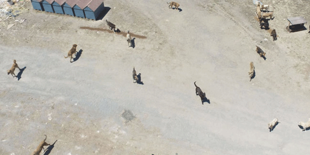 İstanbullular o bölgeye dikkat! Tam 3 bin başıboş köpek var