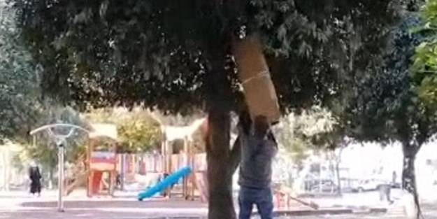 İstanbul'un göbeğinde hokus pokus! Ağacın içine giren çuvallar kayboluyor