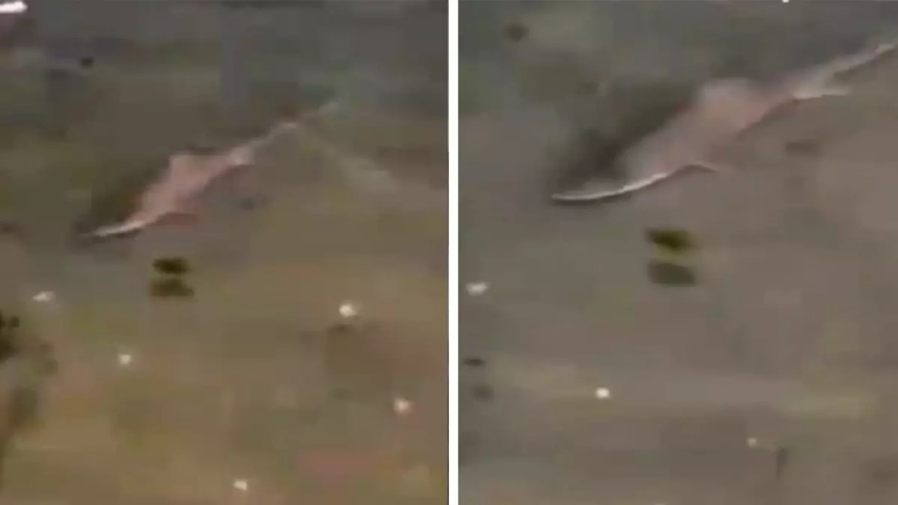 İstanbul’un göbeğinde köpekbalığı paniği! Kendilerini denizden karaya zor attılar