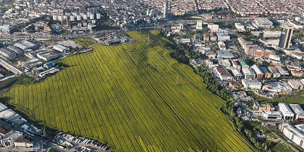 İstanbul'un göbeğindeki bu tarla görenleri şaşkına çevirdi