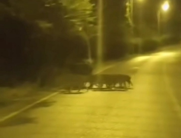 İstanbul'un orta yerinde domuz paniği