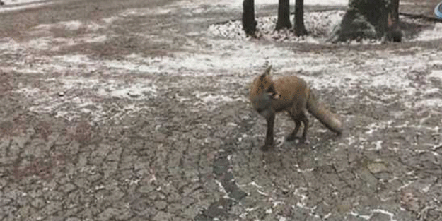 İstanbul’un orta yerinde, görenle şoke oldu… Tilki şehre indi