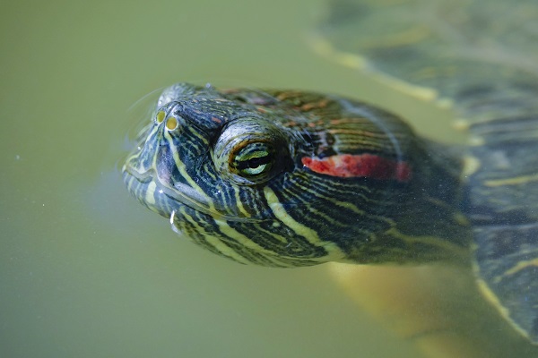 İstanbul’un sevimli dostları