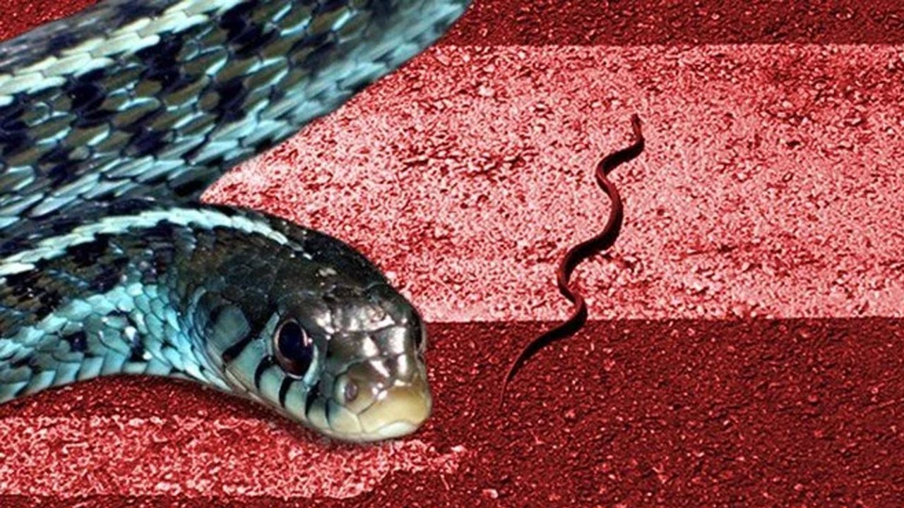 İstanbul’un üç ilçesinde görüldü! Boyu 2.5 metreyi geçiyor! 'öldürmeyin' uyarısı yapıldı