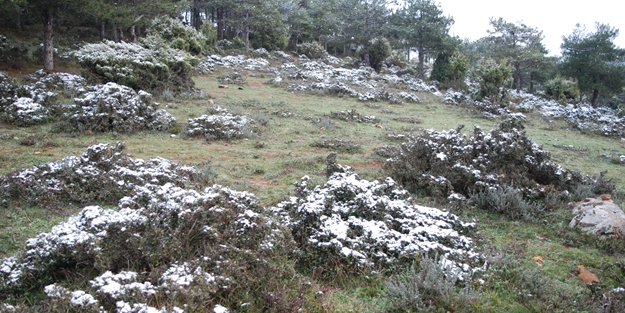 İstanbul'un yüksek kesimlerinde kar yağışı