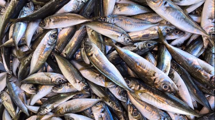 İstavrit bolluğu balıkçıların yüzünü güldürdü