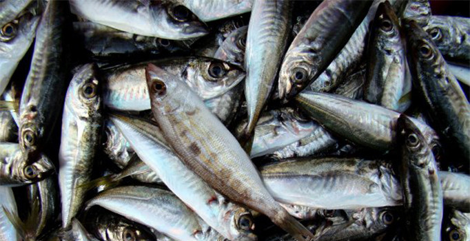 İstavrit bolluğu balıkçıların yüzünü güldürüyor