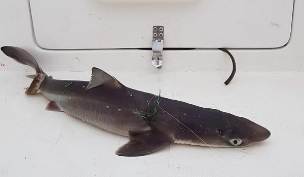 İstavrit tutmaya çıktı köpekbalığı ile döndü