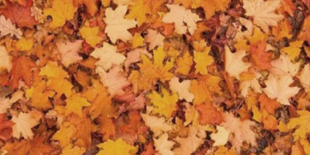 İşte Allah'ın mucizesi! Yapraklar arasında kamufle olan canlıyı hiç kimse fark edemiyor