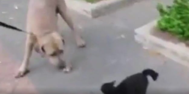 İşte annelerin nelere gücünün yettiğini gösteren video!