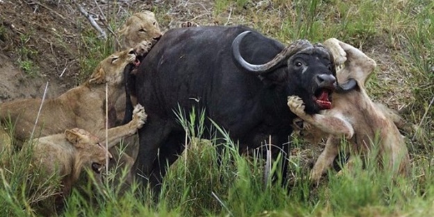 İşte aslanların başarısız olduğu saldırılar