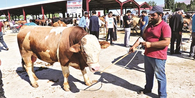 İşte bu bayramda kurban pazarının yıldızları