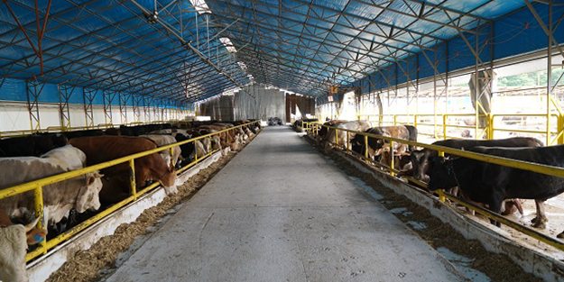 İşte bu çok kötü haber! Türkiye'deki ünlü çiftlik iflasın pençesinde