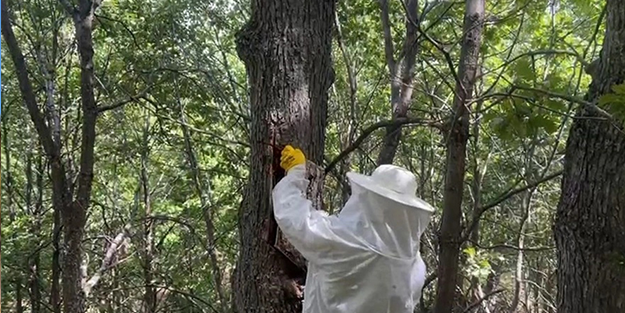 İşte bu en doğal bal! Ormanlık alandaki yuvayı bulup doğal balı bakın nasıl alıyorlar!