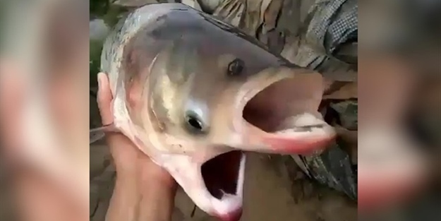 İşte çift gözlü ve çift ağızlı balık!