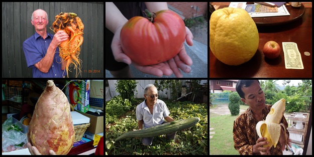 İşte dev sebzeler - FOTO