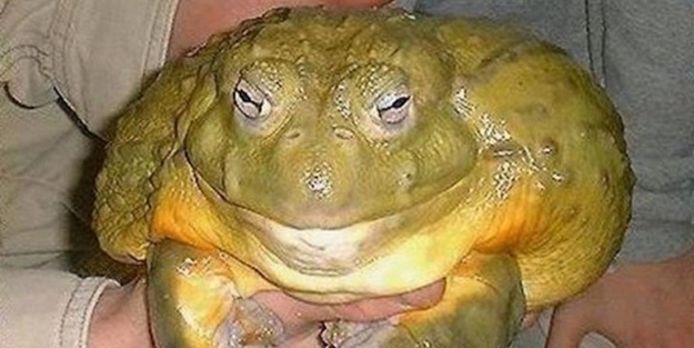 İşte dünyanın en büyük canlıları