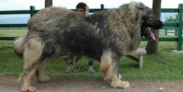İşte dünyanın en büyük köpekleri