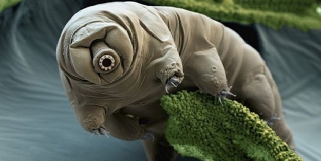 İşte dünyanın en dayanıklı canlısı!