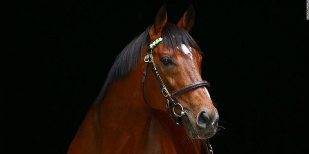 İşte dünyanın en değerli atı