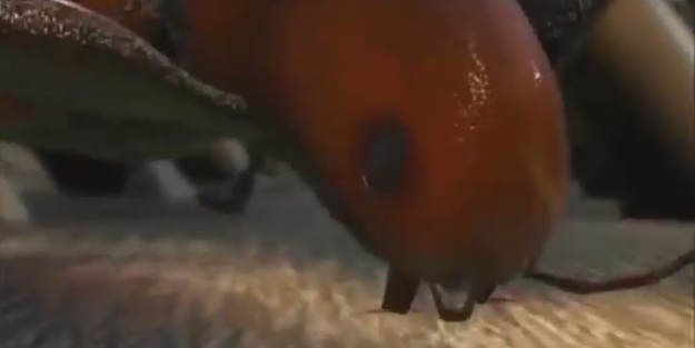 İşte Dünya'nın en ölümcül 10 böcek türü!