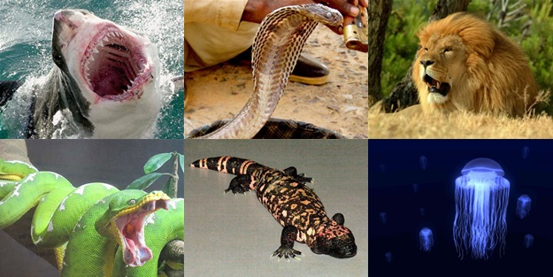 İşte dünyanın en ölümcül canlıları