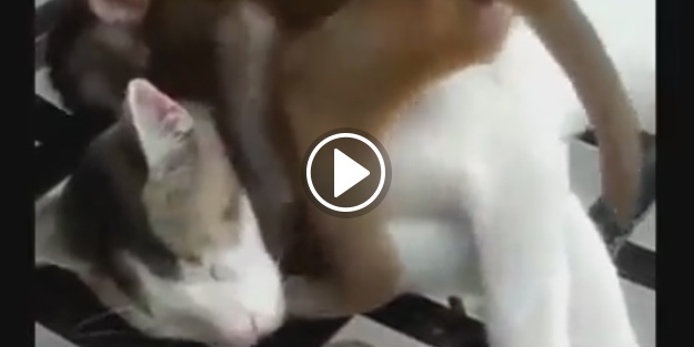 İşte dünyanın en sabırlı kedisi!