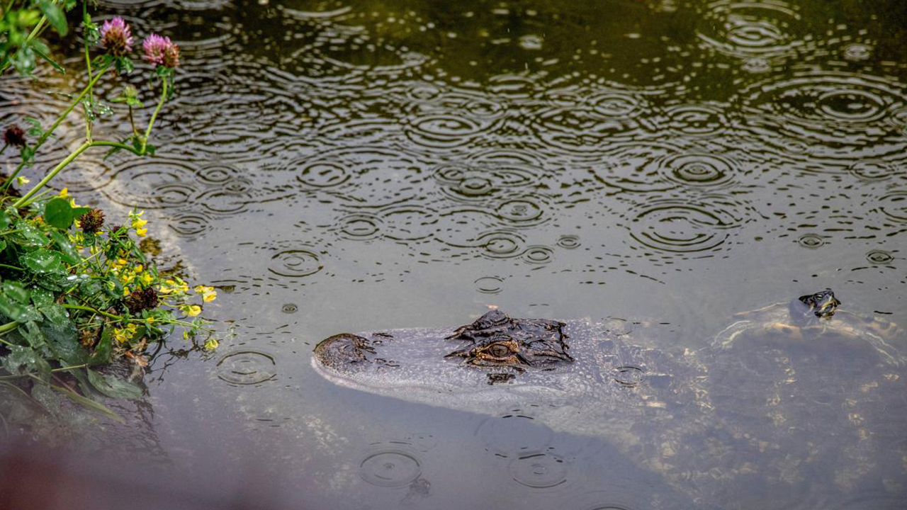 İşte dünyanın en sıra dışı ve tuhaf olayları: Yırtıcı hayvanları beslemek için bakın ne istediler