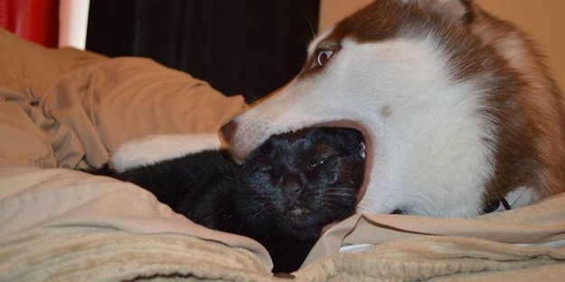 İşte dünyanın en umursamaz hayvanları