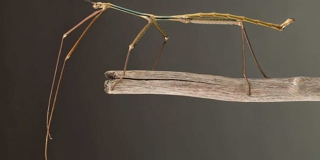 İşte dünyanın en uzun böceği