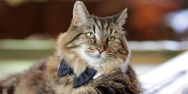 İşte dünyanın en yaşlı kedisi - FOTO
