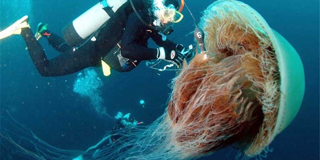 İşte en çok insan öldüren hayvanlar