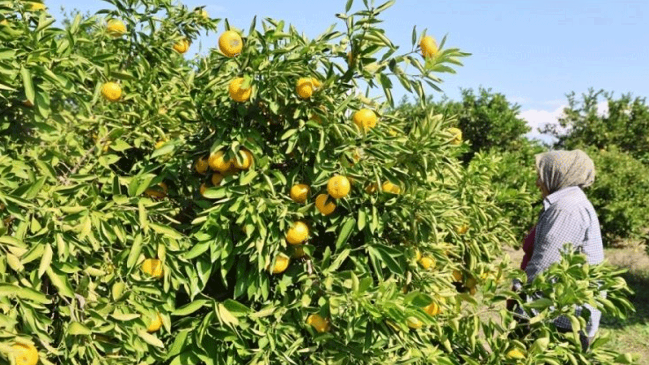 İşte en ucuz meyve! Bahçede 8 TL’ye kadar düştü