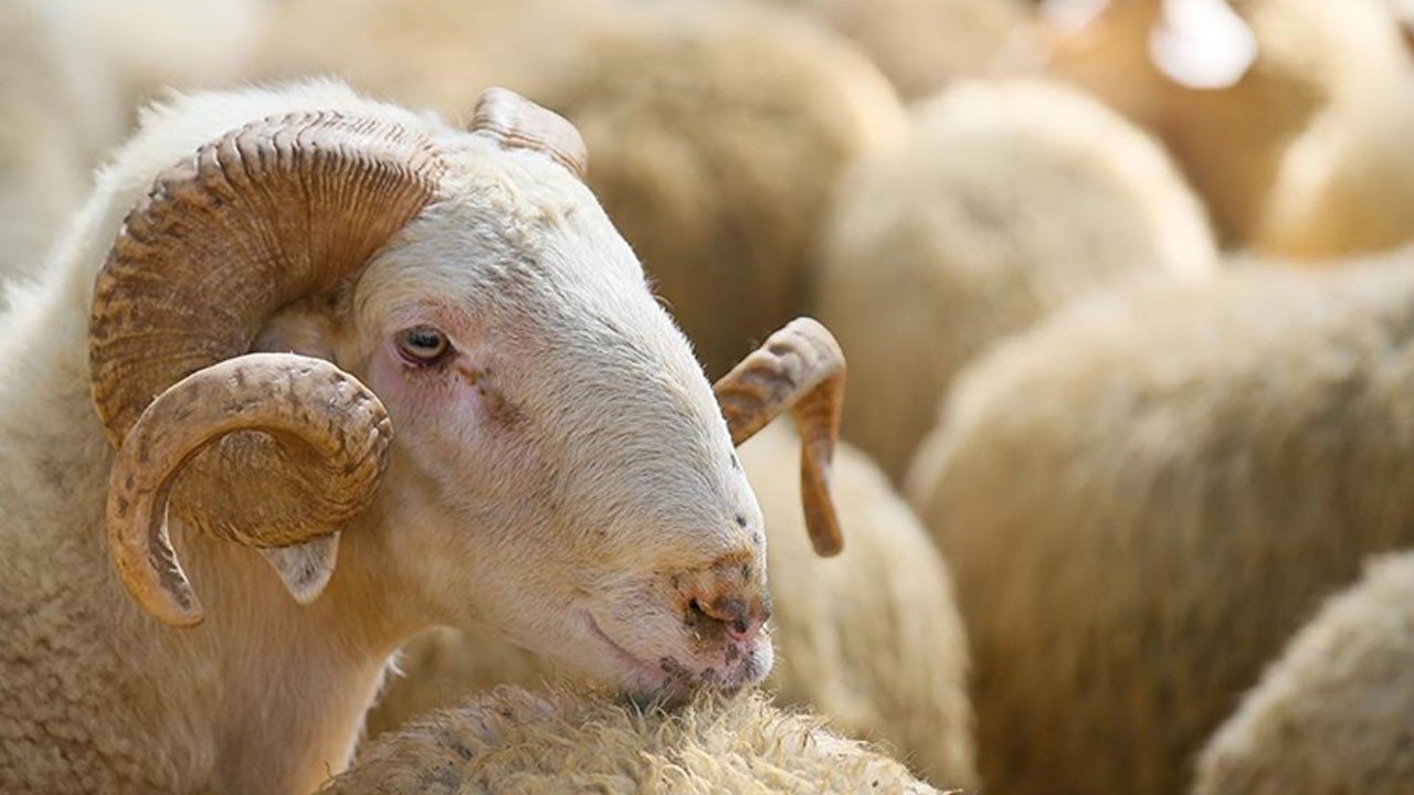 İşte Erzurum'da kurban kesim yerleri