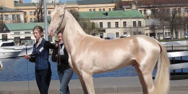 İşte görüp görebileceğiniz en güzel atlar