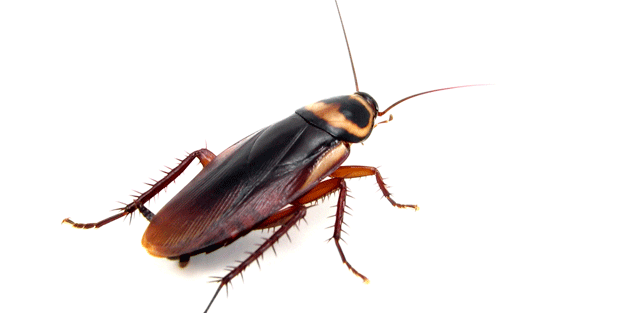 İşte hamam böceklerinden kurtulmanın yolu