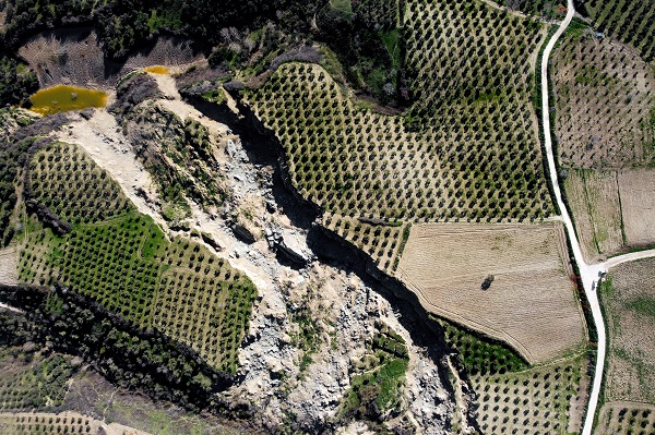 İşte Hatay’da depremin simgesi zeytinlik
