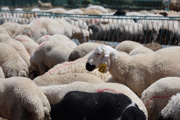 İşte kaliteli kurban seçmenin yolu