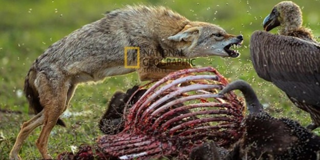 İşte kanlı savaşçılar - FOTO