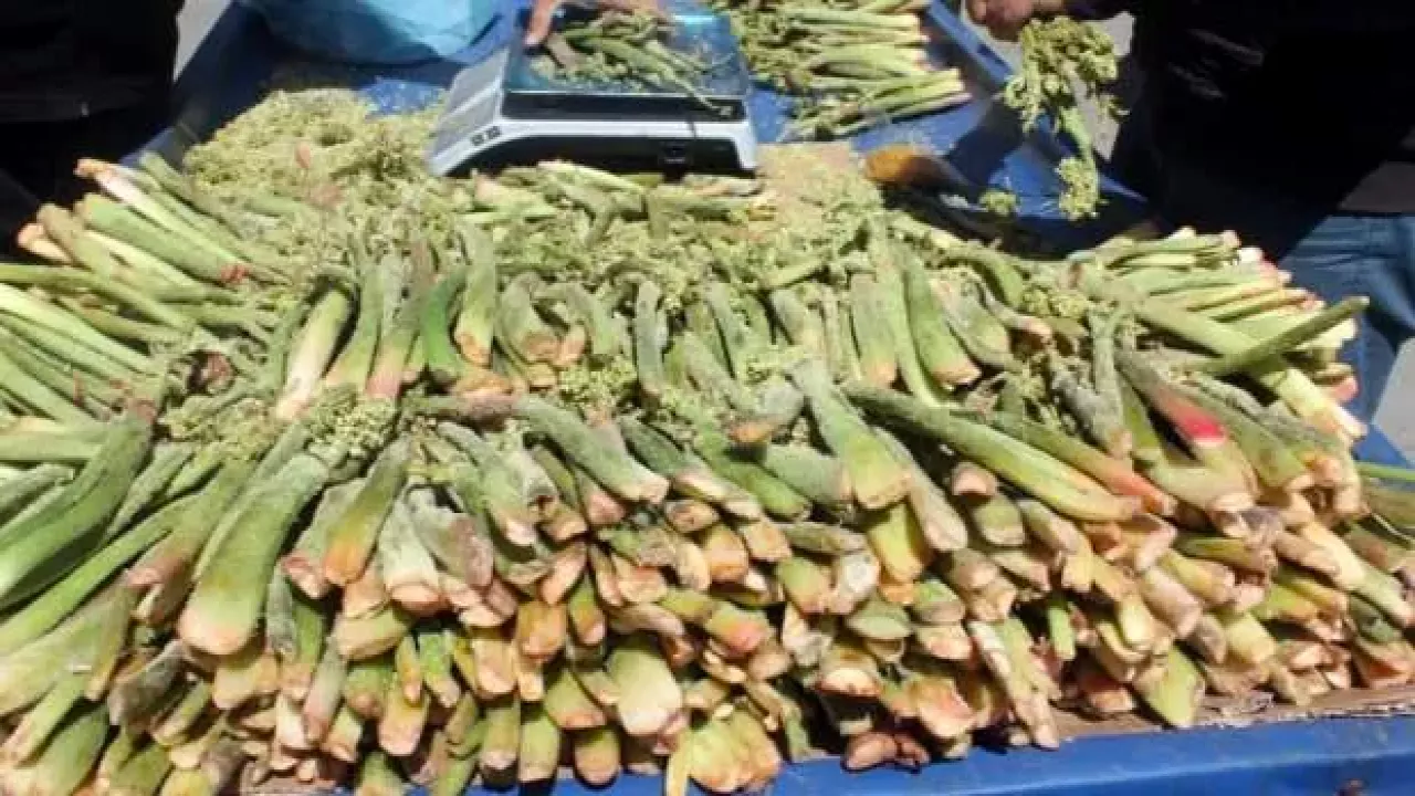 İşte kanserin doğal ilacı! Ünü ABD'ye kadar yayıldı