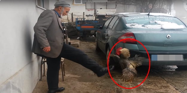 İşte Karadenizli dedenin horozla dövüşü...
