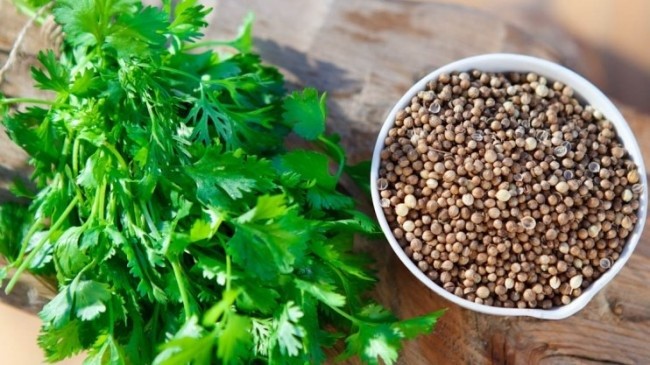 İşte kişniş tohumunun faydaları