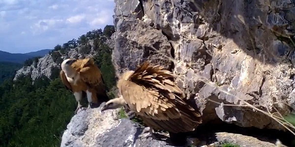 İşte, kızıl akbaba yavrusunun uçuş öyküsü