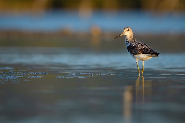 İşte Kocaçay Deltası'nın kanatlı misafirleri