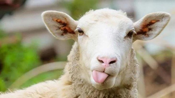 İşte kurbanı murdar eden sırlar! Bunlar bir araya gelemeyecek şeylerdir